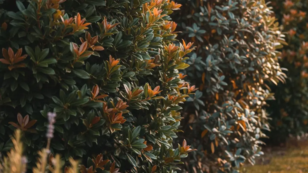 Chi sceglie questi 8 arbusti sempreverdi per il giardino dimostra, secondo paesaggisti, una rara intelligenza pratica